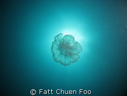 UFO? Perhaps Jellyfish by Fatt Chuen Foo 